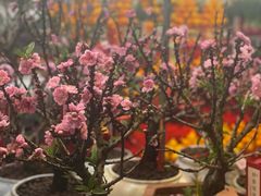 -越秀西湖花市(广州城市广场花卉店)