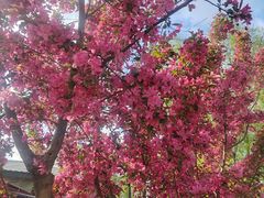 -长白岛森林公园