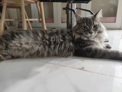 -楼上猫咖(罗湖店)
