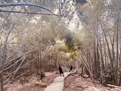 -长沙黑麋峰国家森林公园