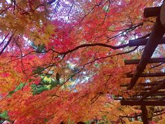 -常寂光寺