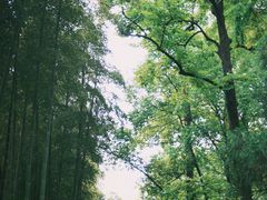 -东明山森林公园