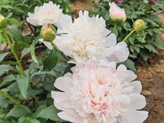 -洛阳市隋唐城遗址植物园