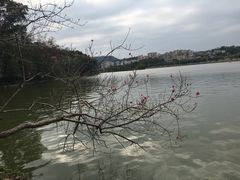 -惠州西湖丰渚园