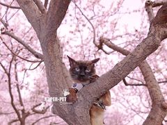 -超宠爱宠物摄影-Super pet