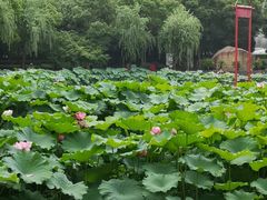 -陈家山荷花公园