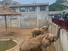 -西霞口神雕山野生动物世界