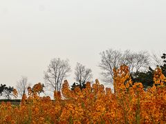 -三圣花乡旅游区