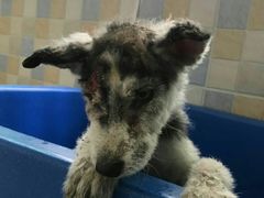 -西安京西宠物医院·瘫痪·疑难杂症