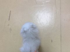 -瑞派天宁宠物医院·猫科·异宠中心