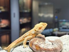 -帕帕拉兹宠物(亚洲旗舰店)