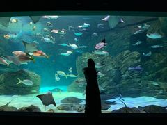 -瑞普利水族馆