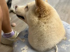 -柴迷FANS CLUB·柴犬狗咖·猫咖