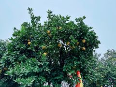 -长春观