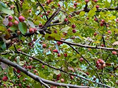 -北京西山国家森林公园