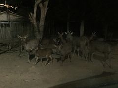 -清迈夜间动物园