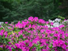 -上海滨江森林公园