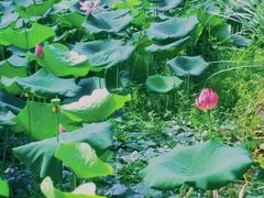 -梁鸿国家湿地公园