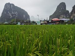 -明仕田园