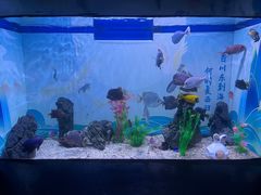 -烟台海昌鲸鲨海洋公园