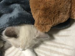 -东方名猫馆·英短金渐层布偶猫舍(环线广场1号楼店)