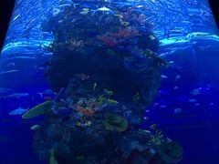 -芜湖新华联大白鲸海洋公园