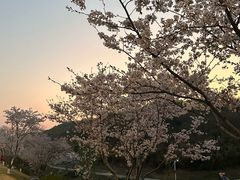 -羊山湖公园
