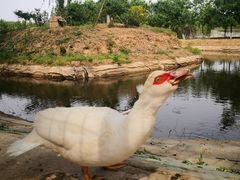 -东郊湿地公园