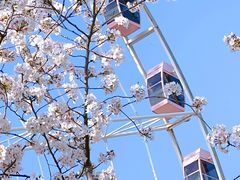 -顾村公园