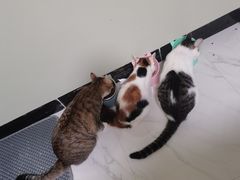 -宠物星动物医院·眼科·异宠·猫科(江南大道总院)