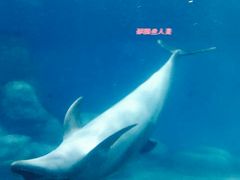 -福州罗源湾海洋世界旅游区