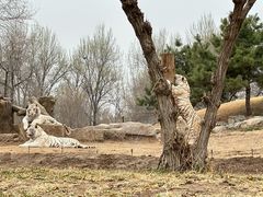 -北京野生动物园