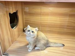-猫十亿·布偶金渐层·曼基康矮脚猫舍(青年路店)