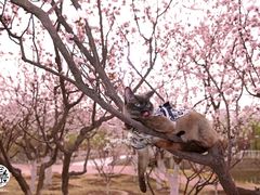 -超宠爱宠物摄影-Super pet