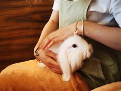 -猫猫幼稚园·撸猫·桌游·电玩