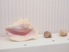 -青岛贝壳博物馆