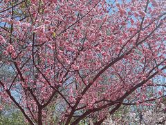 -桃花堤公园