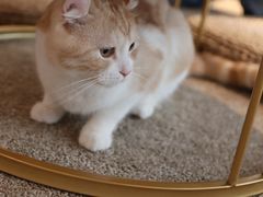 -Heymao猫咖.咖啡厅(东门店)
