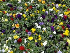 -绵阳盛世樱花悠乐谷