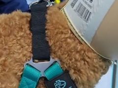 -山宅一喵德文卷毛猫舍