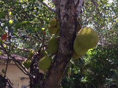 -三亚亚龙湾凯莱仙人掌度假酒店