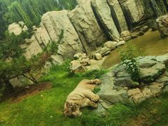 -北京野生动物园