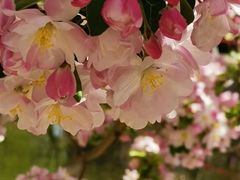 -海棠花溪(元大都城垣遗址公园)