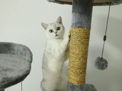 -艾贝尔宠物医院 ·内科全科(梁溪路店)