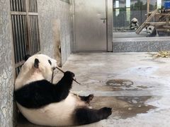 -西安秦岭野生动物园