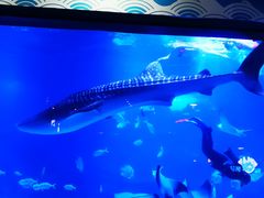 -烟台海昌鲸鲨海洋公园