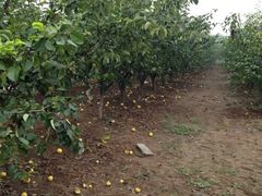 iphone_upload_pic-万源龙顺度假庄园生态观光园