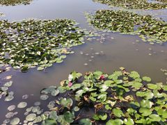 -长兴太湖图影湿地文化园