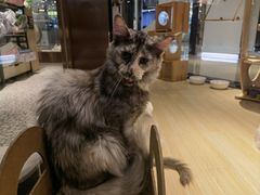 -momokira米努特·德文卷毛猫·棉花面纱犬