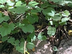 -大岭沟猕猴桃谷风景区